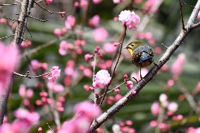 Xiangsi Bird