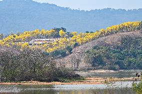 Tabebuia Chrysantha Bloom