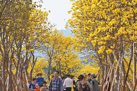 Tabebuia Chrysantha Bloom