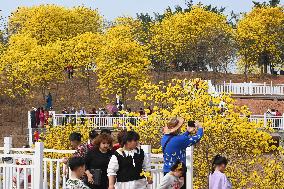 Tabebuia Chrysantha Bloom