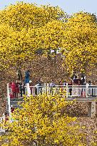 Tabebuia Chrysantha Bloom