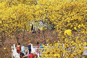 Tabebuia Chrysantha Bloom