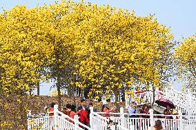 Tabebuia Chrysantha Bloom