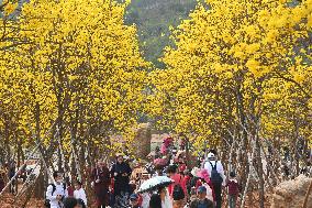 Tabebuia Chrysantha Bloom