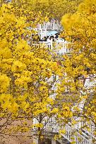 Tabebuia Chrysantha Bloom