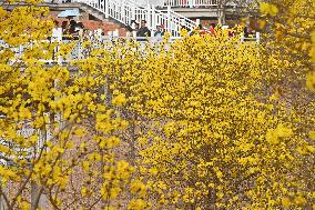 Tabebuia Chrysantha Bloom