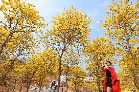 Tabebuia Chrysantha Bloom