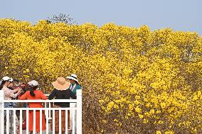 Tabebuia Chrysantha Bloom