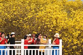 Tabebuia Chrysantha Bloom