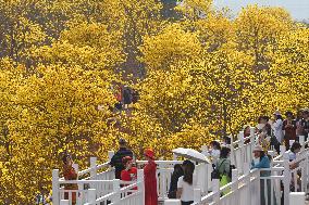 Tabebuia Chrysantha Bloom