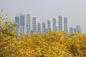 Tabebuia Chrysantha Bloom