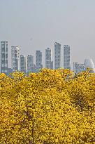 Tabebuia Chrysantha Bloom