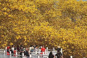 Tabebuia Chrysantha Bloom