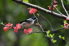 Black-headed Sibia