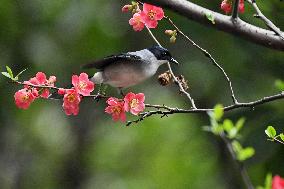 Black-headed Sibia