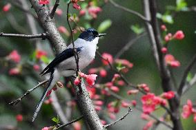 Black-headed Sibia