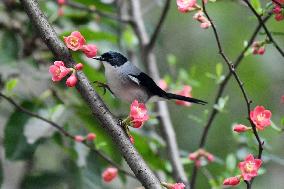 Black-headed Sibia