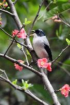 Black-headed Sibia