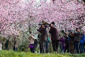 Cherry Blossom