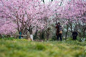 Cherry Blossom