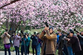 Cherry Blossom