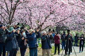 Cherry Blossom