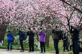 Cherry Blossom