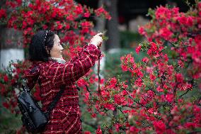 Spring Flowers