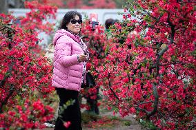 Spring Flowers