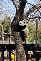 Panda Life