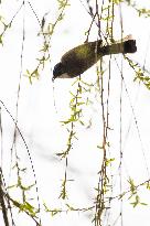Bird Forages On A Willow Branch