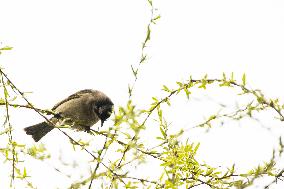 Bird Forages On A Willow Branch