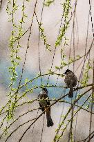 Bird Forages On A Willow Branch