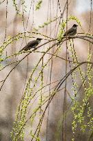 Bird Forages On A Willow Branch