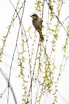 Bird Forages On A Willow Branch