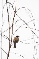 Bird Forages On A Willow Branch