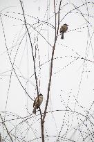 Bird Forages On A Willow Branch