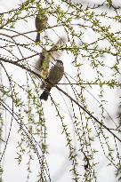 Bird Forages On A Willow Branch