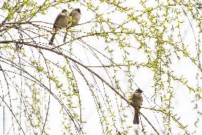 Bird Forages On A Willow Branch