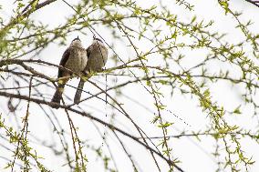 Bird Forages On A Willow Branch