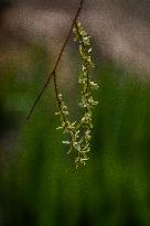 Bird Forages On A Willow Branch