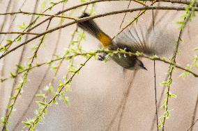 Bird Forages On A Willow Branch
