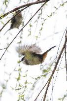 Bird Forages On A Willow Branch