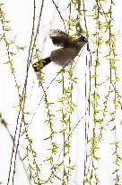 Bird Forages On A Willow Branch