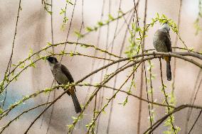 Bird Forages On A Willow Branch