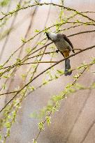 Bird Forages On A Willow Branch