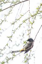 Bird Forages On A Willow Branch