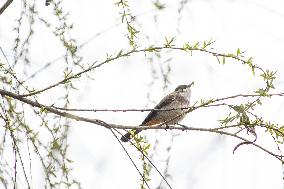 Bird Forages On A Willow Branch