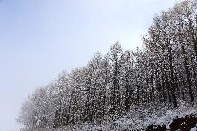 SnoCovers Mist-shrouded Baihua Mountain in Beijing