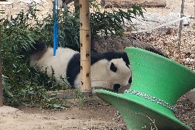 Panda Life